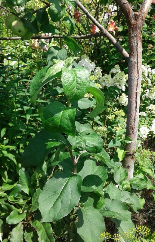 20180725_132505-1-1.jpg