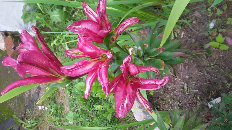 20180728_153143.jpg