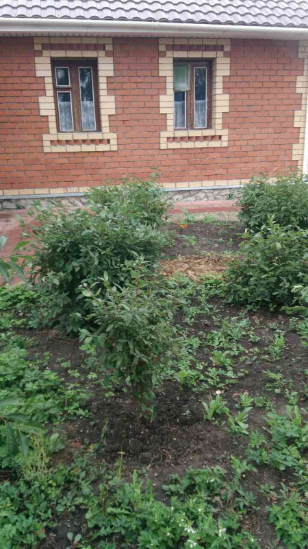 просто жимолость ( не помню что там )