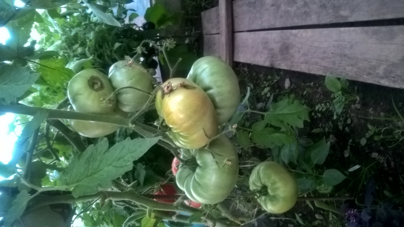 WP_20180729_20_29_23_Pro.jpg