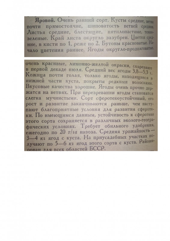 Яровой-описание-из-книги-Ягодный-сад-Волузнев.jpg
