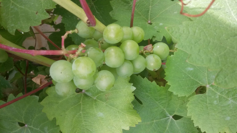 IMG-20180807-WA0014.jpeg