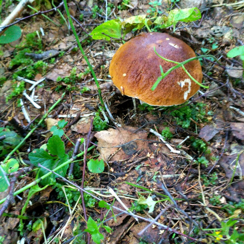 IMG_2018-08-10_083441_HDR_1534010568474.jpg