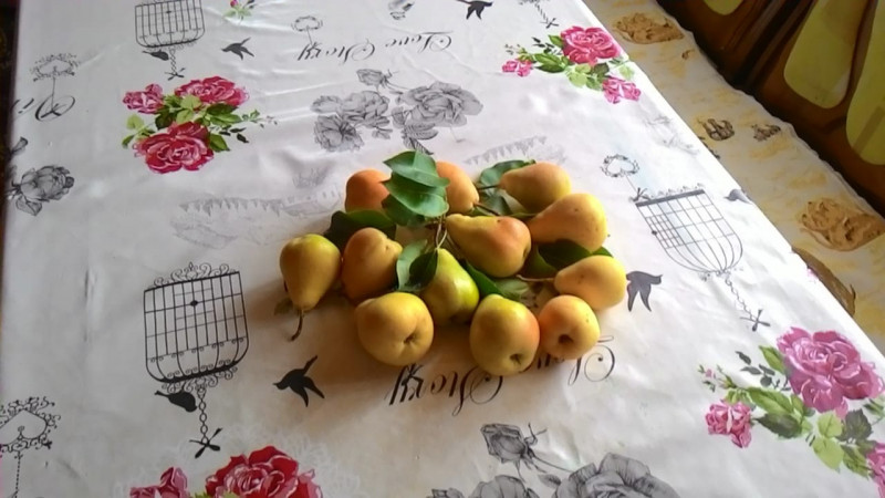 Лада. Первое плодоношение.