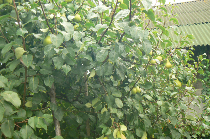 P1390634.JPG