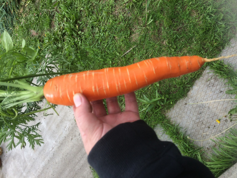 image.jpeg