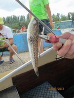 Дракон  IMG_0400.JPG