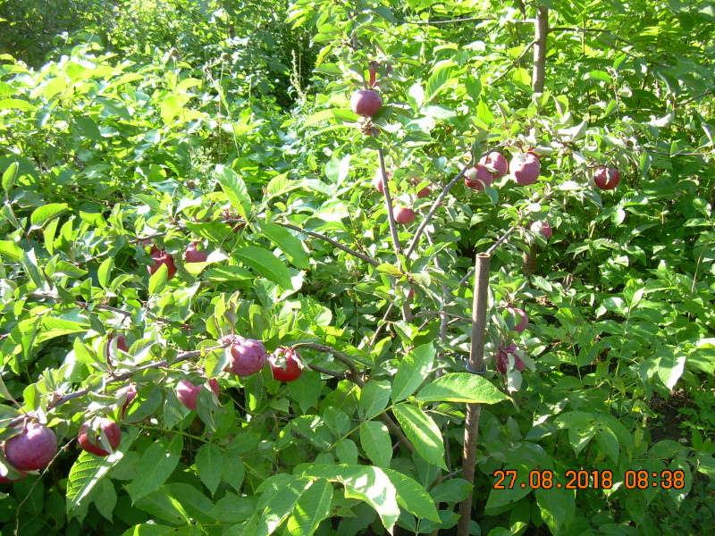 DSCN1422.JPG