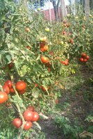 IMG_20130830_101953-1.jpg