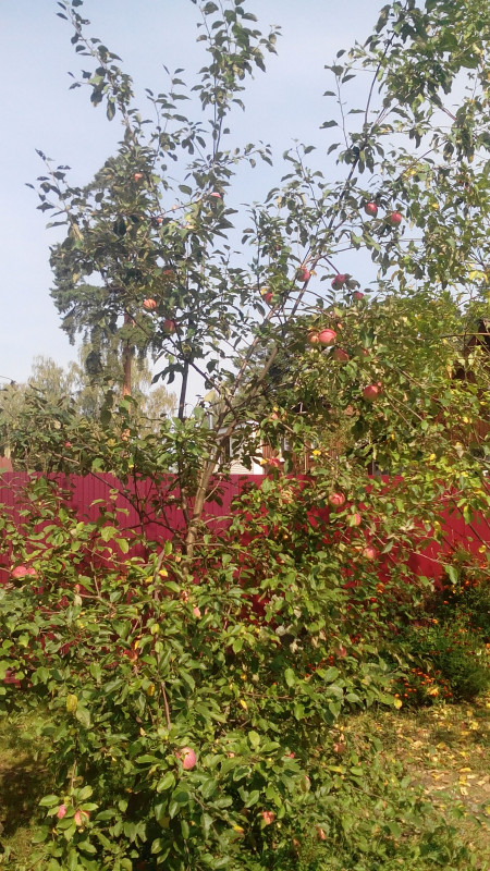 IMG_20180901_110938.jpg