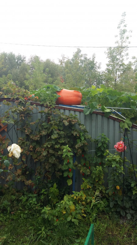2016-09-16 12-44-43.JPG