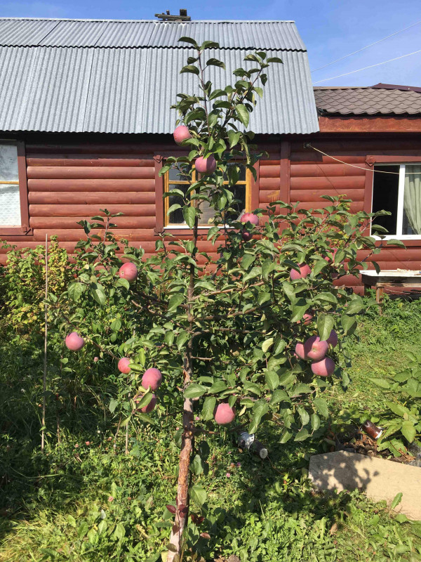 IMG_2036-09-09-18-08-04_1.jpg