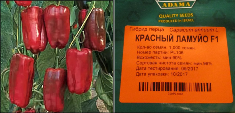 Ламуйо красный