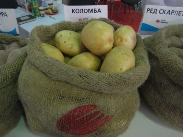 kolomba-v-meshkah-615x460.jpg