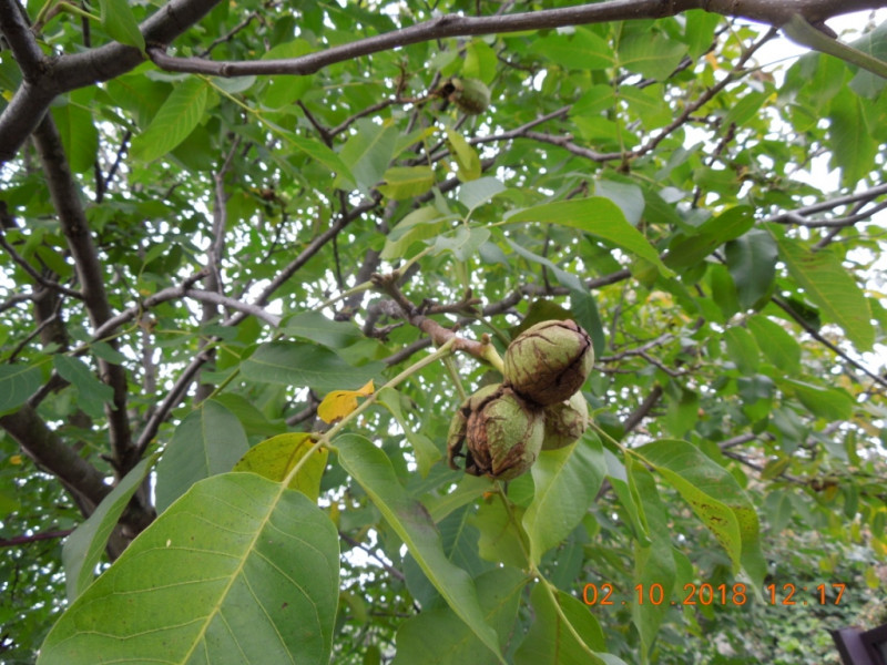 DSCN7162.JPG