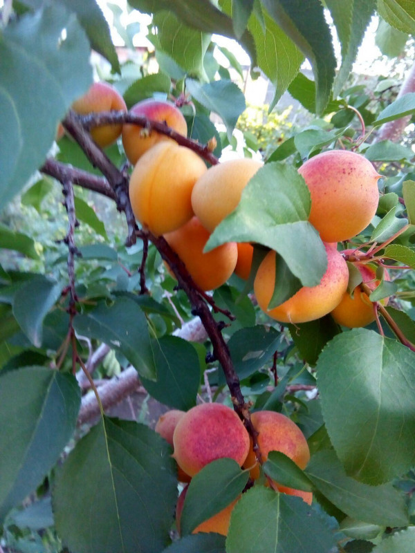 image (7).jpg