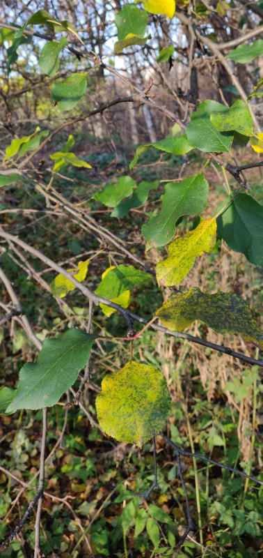 IMG_20181030_145430-600x1271.jpg