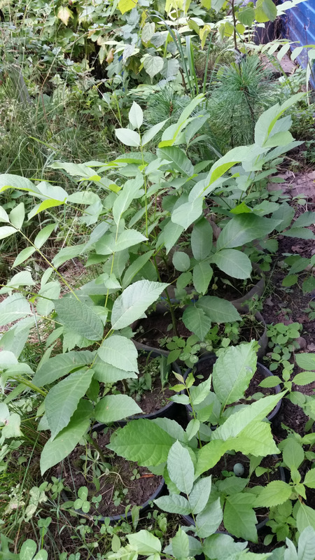 20180725_135549.jpg