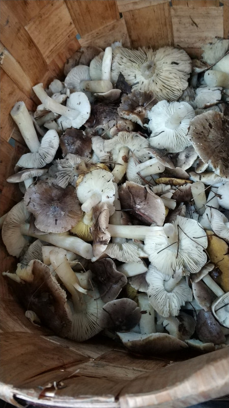 IMG-20181104-WA0017.jpeg