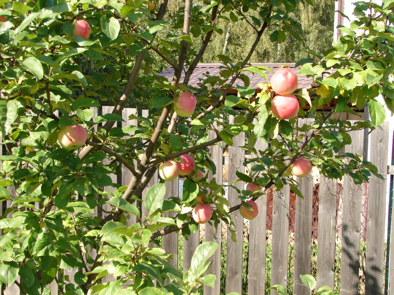 DSC02135.JPG