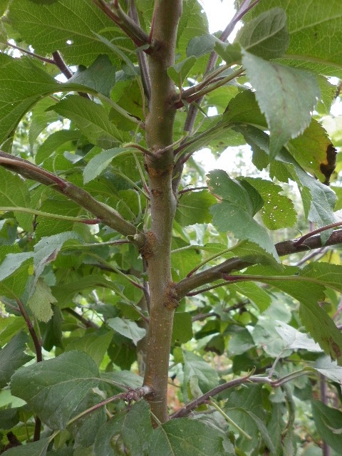 387_p1000052_1.jpg