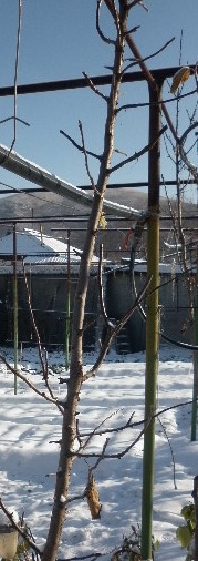 26А-24-1.jpg