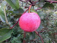 IMG_20130911_081353.jpg
