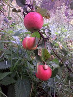 IMG_20130911_081430.jpg