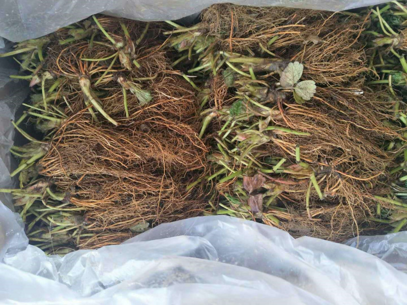 Plant4.jpg