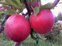 IMG_20130911_190625.jpg