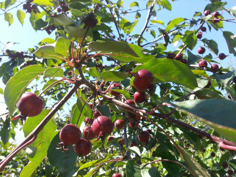 Макамик(5)-1600x1200.jpg