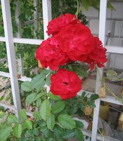 IMG_5495.JPG