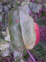 IMG_20130911_191123.jpg