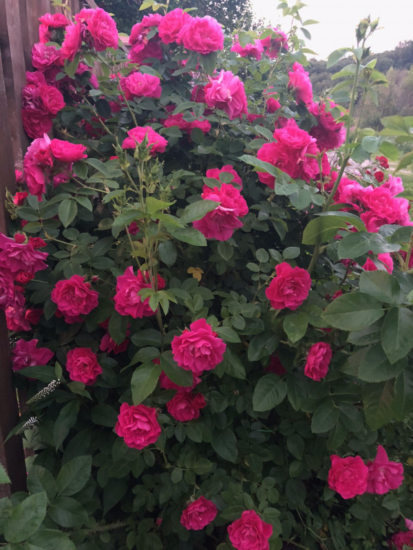 DCED71F9-8F5C-4809-B986-E199927BCC0C.jpeg