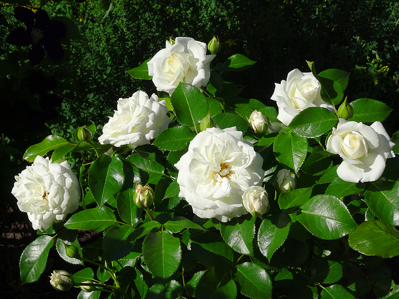copDSC06102.jpg