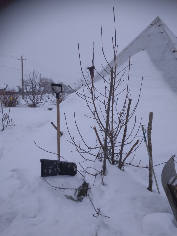 Бере Русская,4 года.