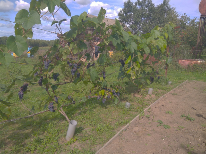 IMG_20180823_140453.jpg