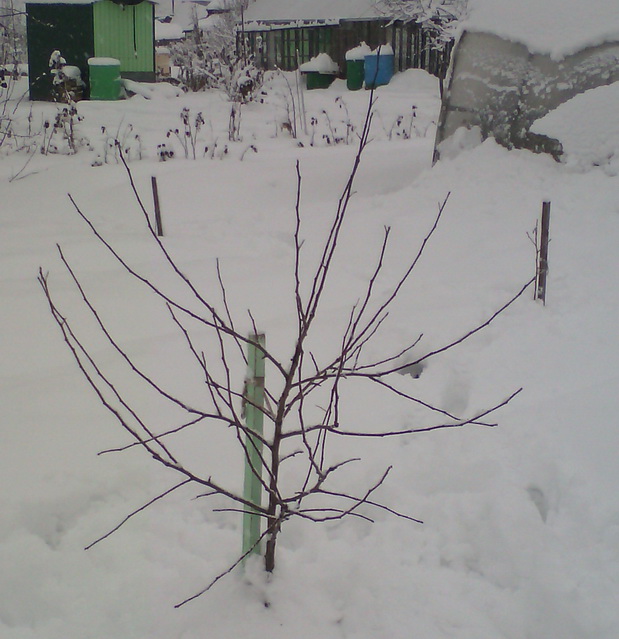 Мелба 1.jpg
