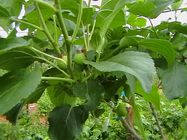 ранетка колонна.jpg