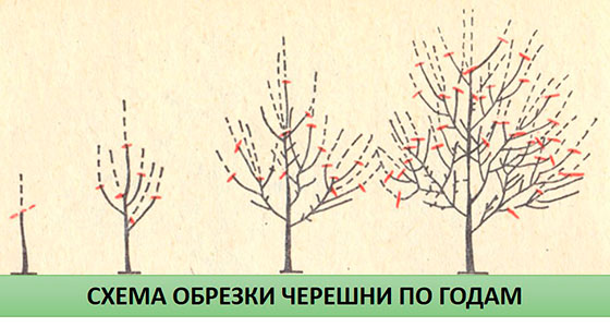 Foto-shemy-obrezki-chereshni-vesnoj-v-zavisimosti-ot-goda.jpg