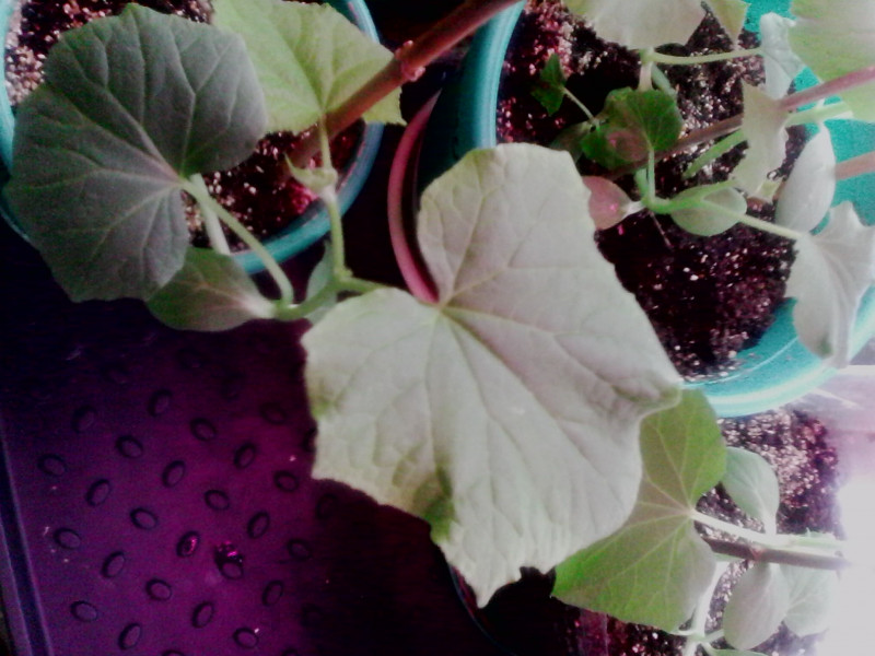 IMG0235A.jpg