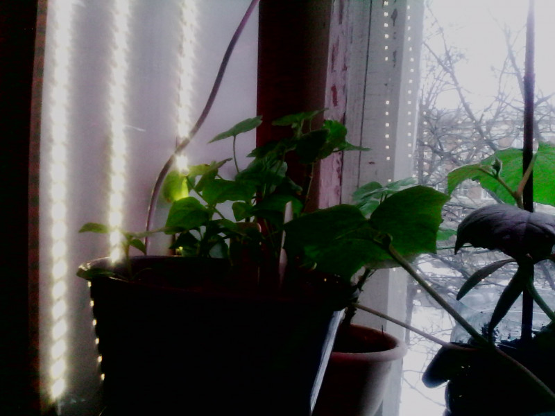 IMG0236A.jpg