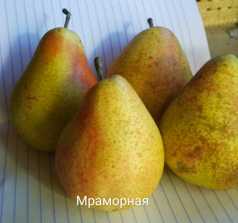 Лучшие груши этого года на тетрадном листе.