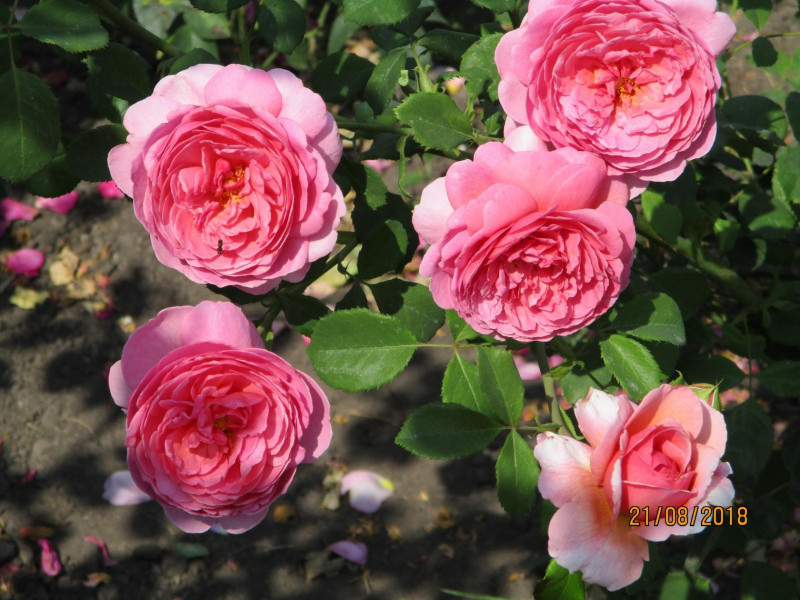 image (24).jpg