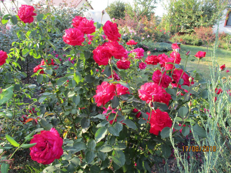 image (26).jpg