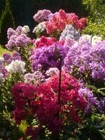 DSC03438.JPG