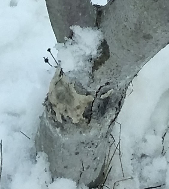 20190323_165515_HDR.jpg