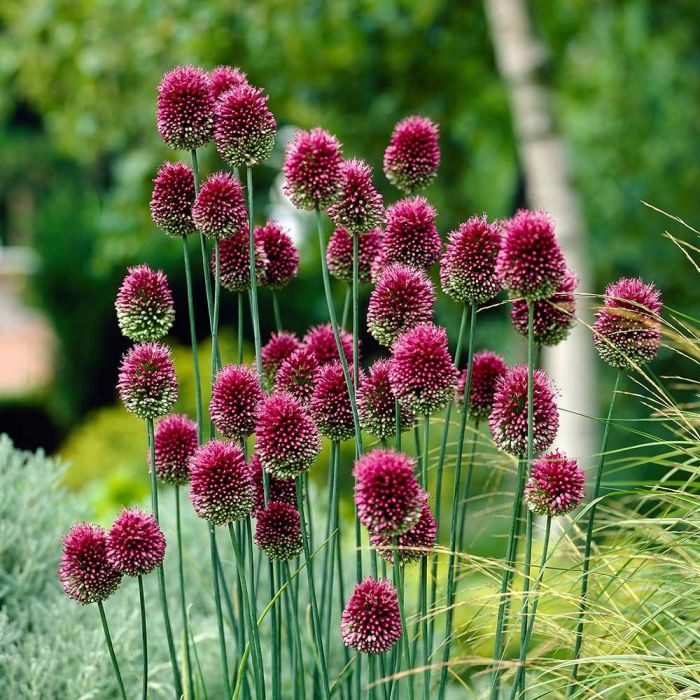 Allium Sphaerocephalon.jpg