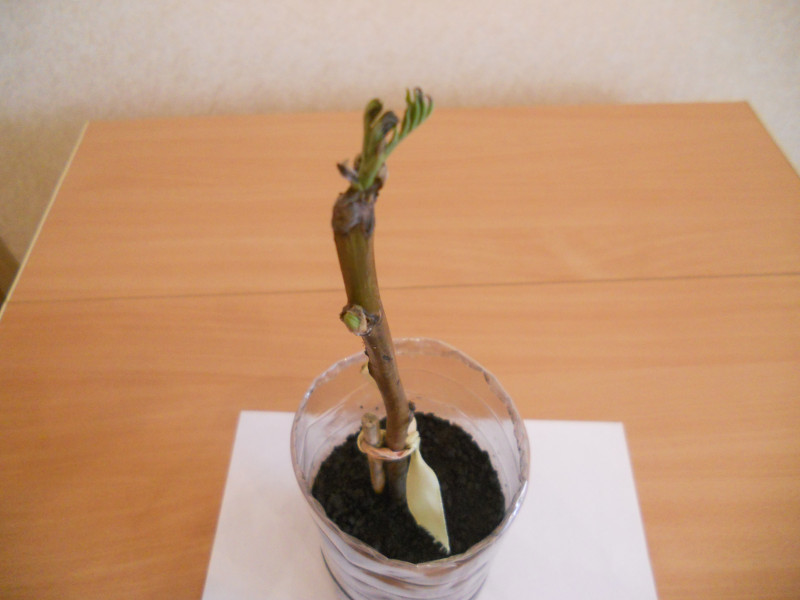 DSCN5481.JPG