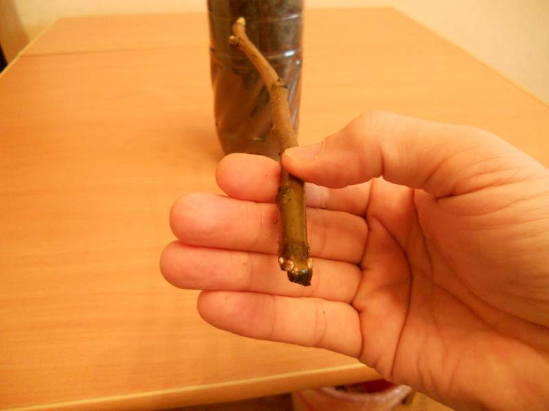 DSCN5469.JPG